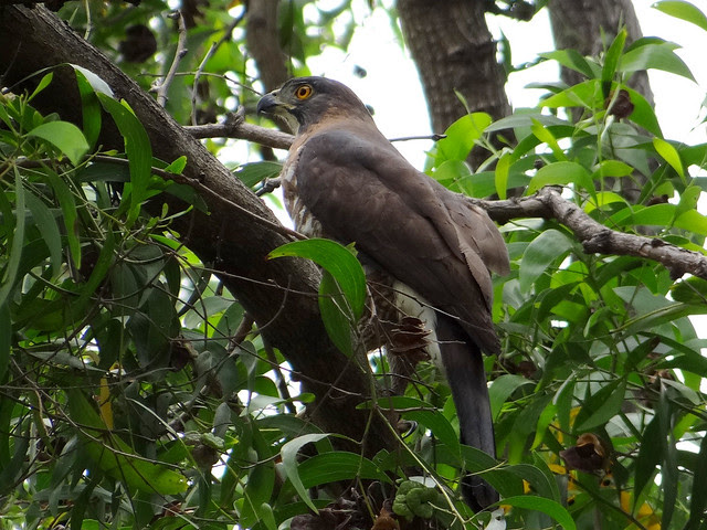 鳳頭蒼鷹/無限台南