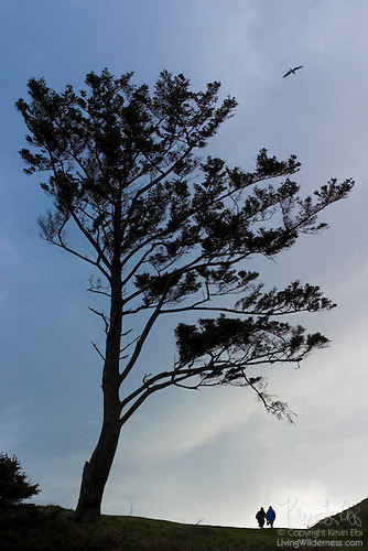 Couple Under Wind-Swept Tree, Ecola State Park, Oregon