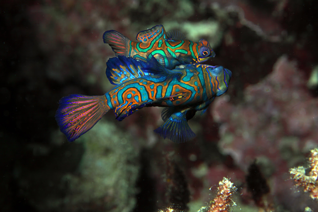Рыбка мандаринка Mandarinfish 8 Рыбка мандаринка
