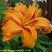 ch - heritage orange lily