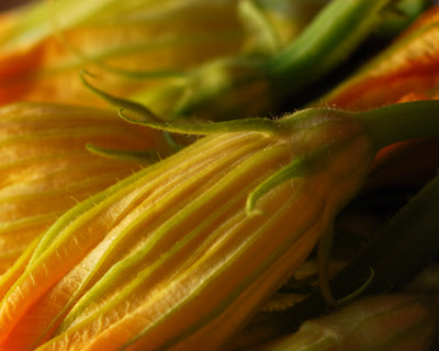 zucchini flower