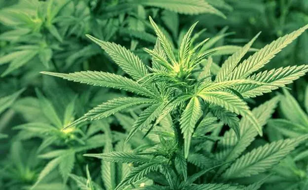 Condenado a dos años el dueño de una plantación de cannabis de Irun