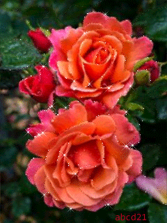 Прекрасные розы