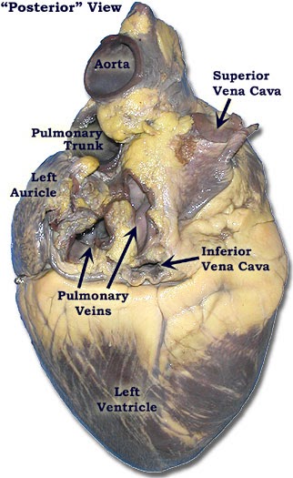 35 Fetal Pig Heart Diagram - Diagram Example Database