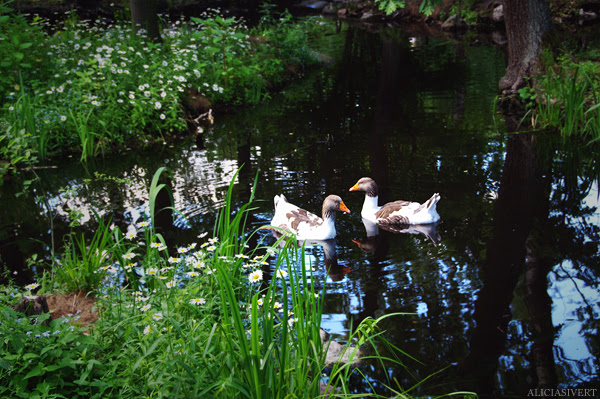 aliciasivert alicia sivertsson skansen skånegården skånegås goose