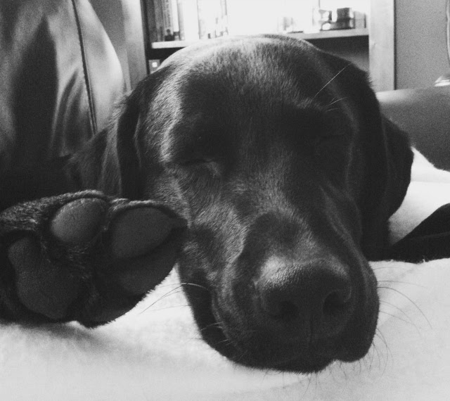 5 uk lifestyle blog pet tag dog