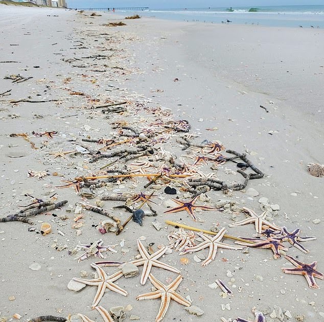 List 96+ Images are starfish dead when they wash ashore Full HD, 2k, 4k