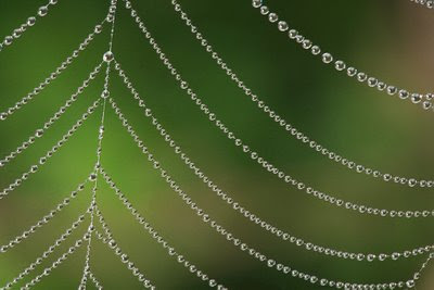 Dewdrops on Spiderweb