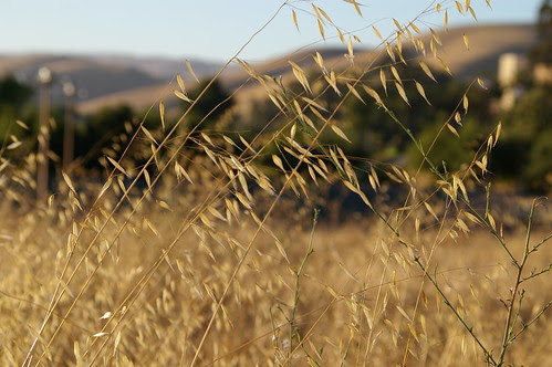 Field Of Dremas with Pentax DA 50-200