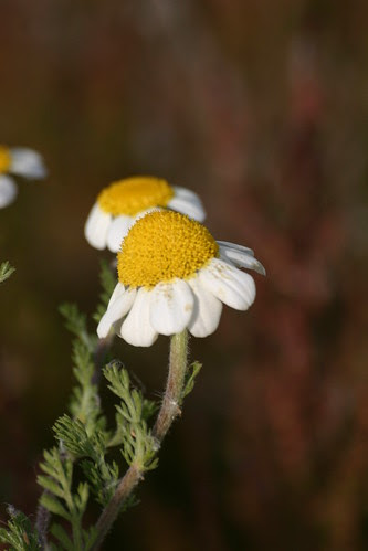 Primavera