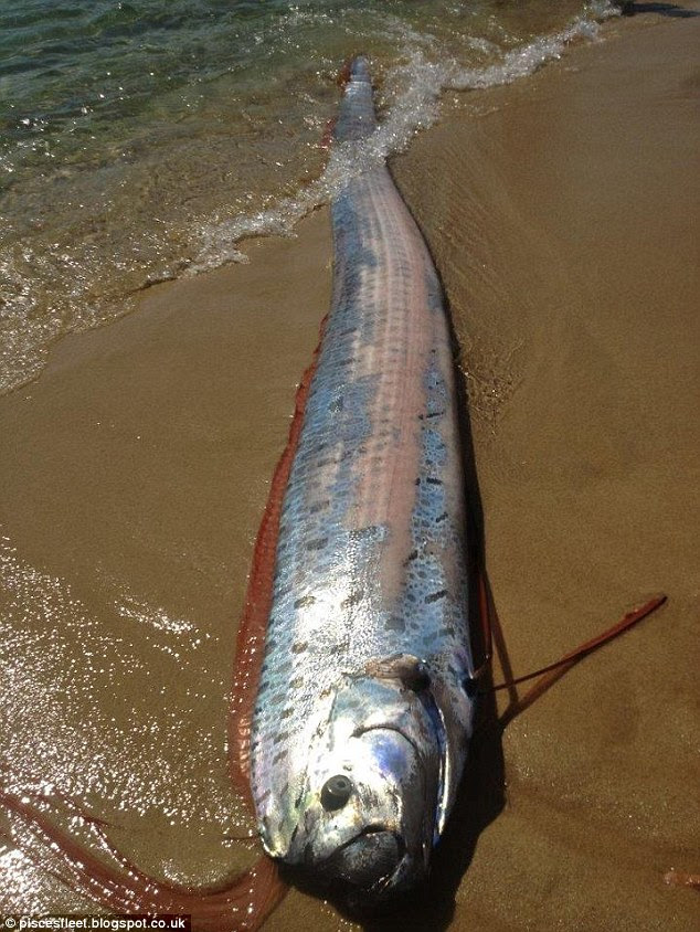 Monster: The deep sea creature which has rarely - if ever - been seen alive, washed ashore in Cabo San Lucas on Friday