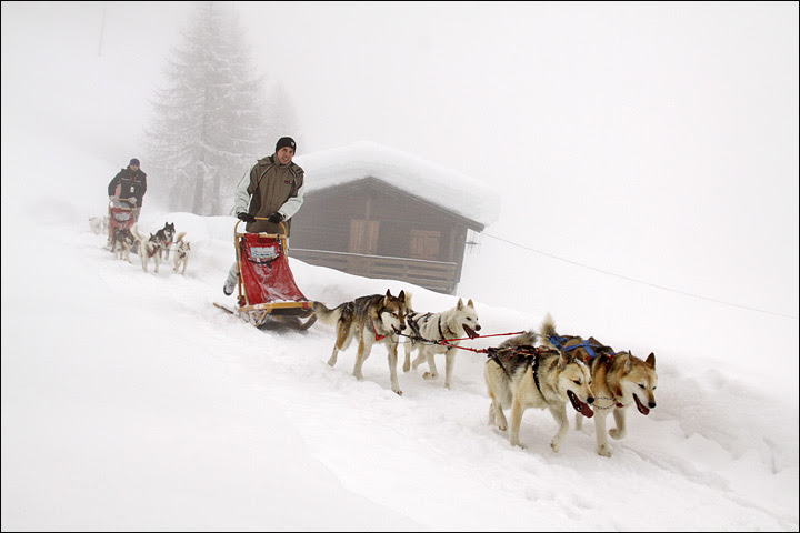 Sleddog