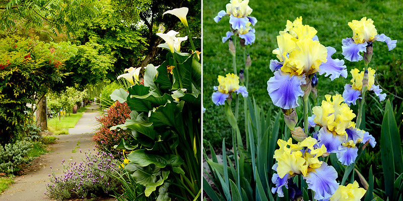 Lillies & Irises
