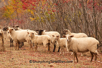 Sheep in Pasture next to Bad Axe Cemetery, Vernon County, Wisconsin