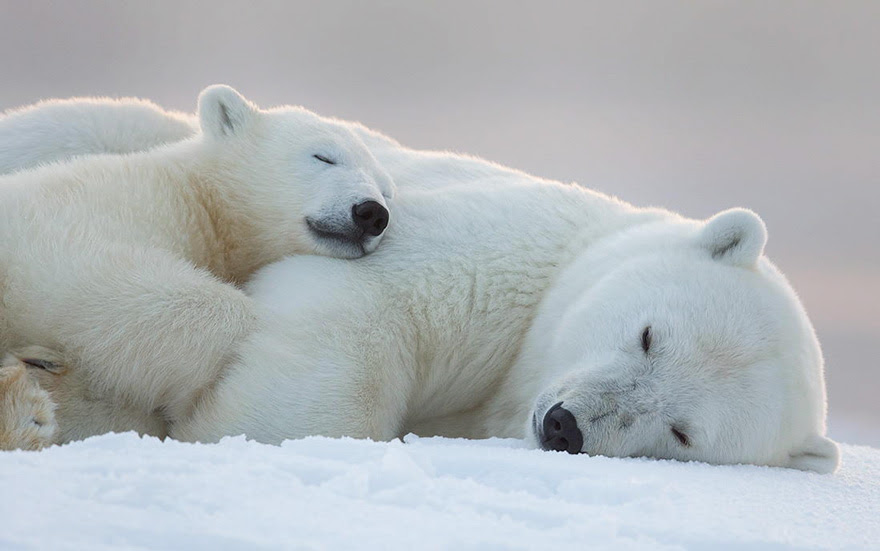 Image result for polar bears