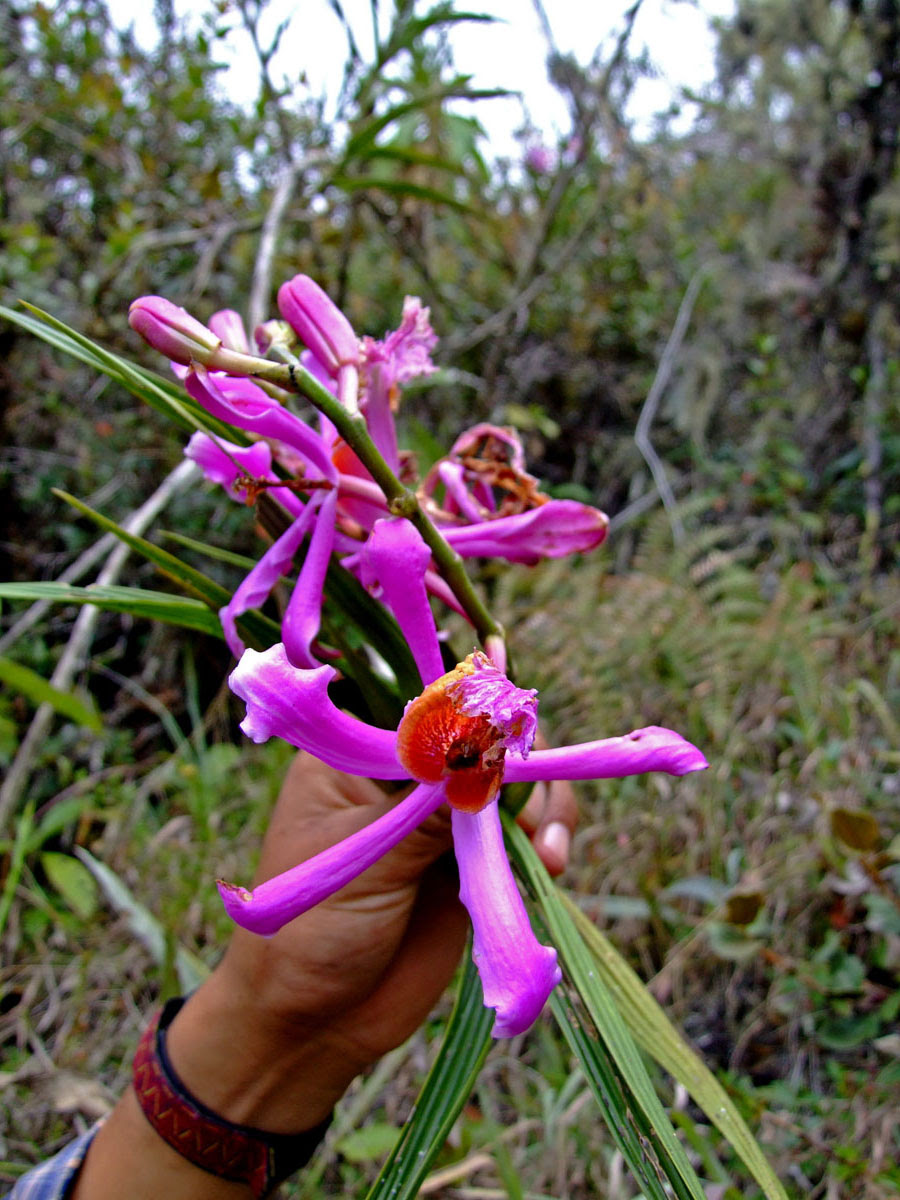 HOA PHONG LAN VIỆT VIETNAM ORCHIDS Sobralia