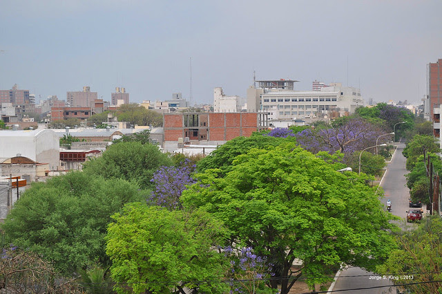 Jacarandá 2013