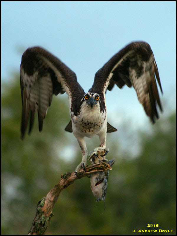 Osprey Osprey