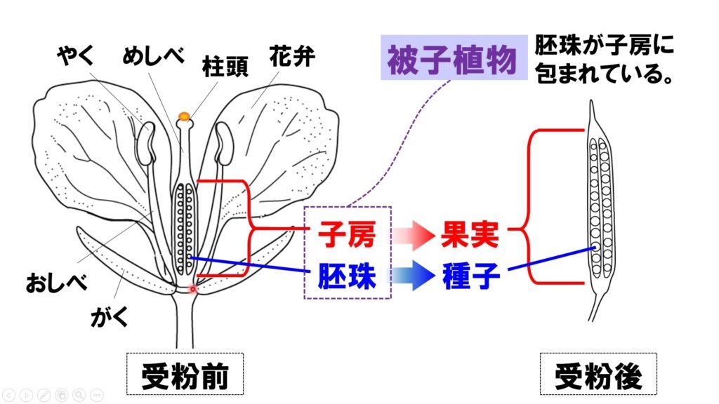 最も気に入った 中1の理科 幼児 小学生 中学生の無料知育教材 無料学習教材プリント