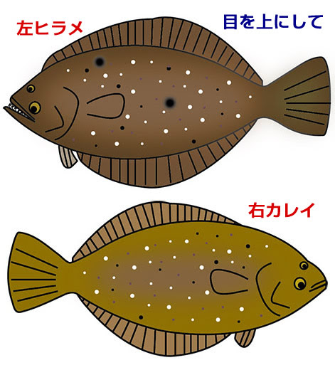 ほとんどのダウンロード かれい イラスト 無料イラスト素材集