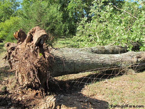 (19-2) Big old oak tree that fell during Thursday's storm - FarmgirlFare.com