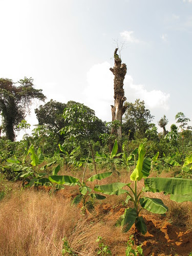 farm