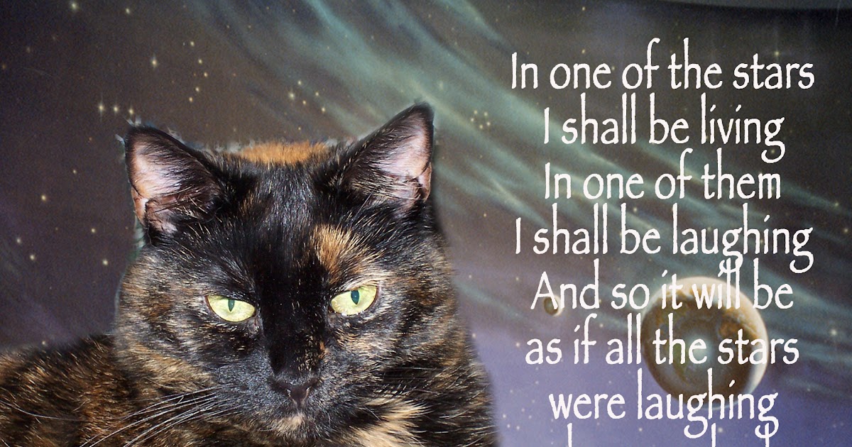 Sympathy Words For Loss Of Pet Cat Losing A Pet Quotes. QuotesGram