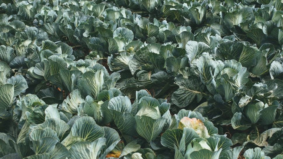 Tanaman Sayur Kobis 7 Jenis Kubis Yang Wajib Kamu Ketahui Pembagian
