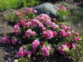 http://fichas.infojardin.com/foto-rosas/rosales-tapizantes.jpg