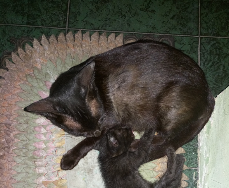kucing: Kucing Garong Hitam