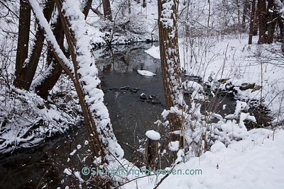  Pheasant Branch Creek, Pheasant Branch Conservancy, Dane County, Wisconsin