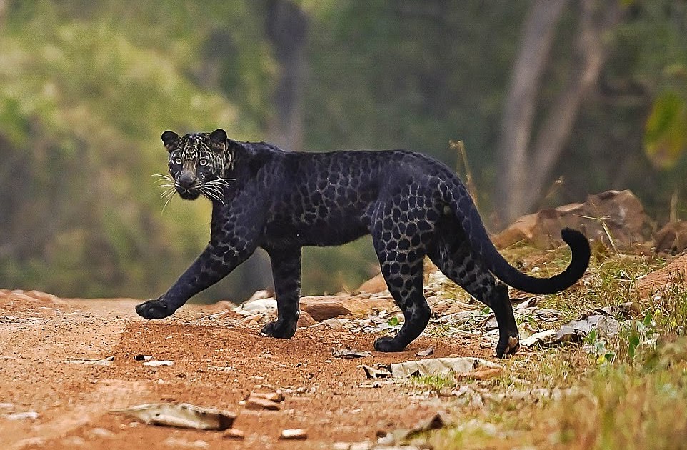 Where Are Black Leopards Found