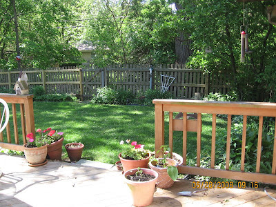 pen & paints: Backyard a sanctuary