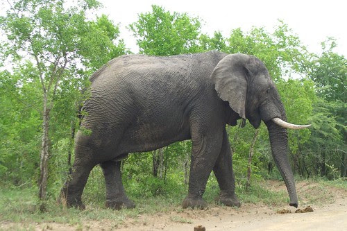 close elephant encounter