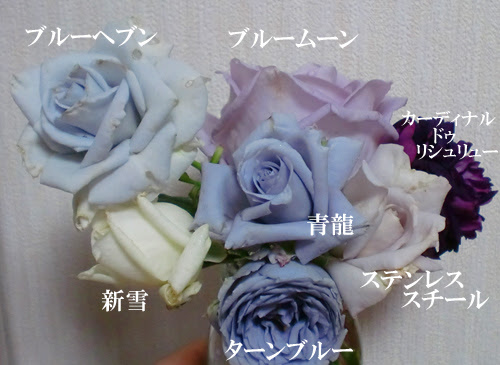 50 素晴らしいバラ 青龍 最高の花の画像