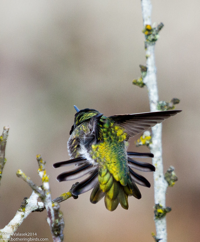 Anna's Hummingbird