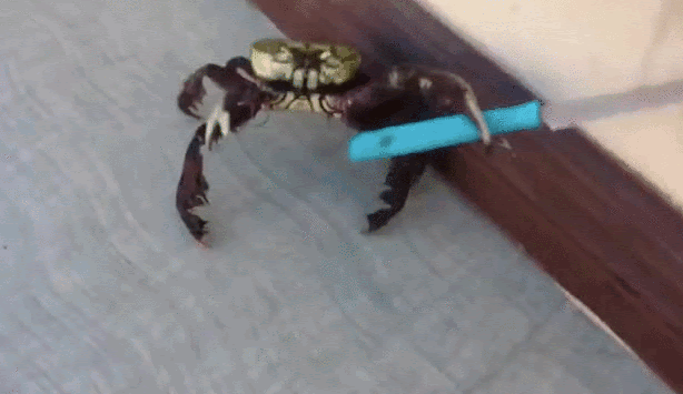 gif of crab with knife