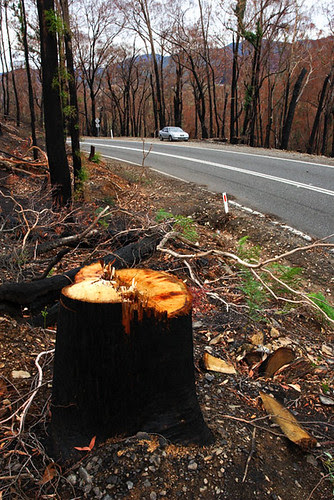 Beechworth bushfire, Victoria, Australia - 2009 IMG_4900_Beechworth_Bushfire_2009