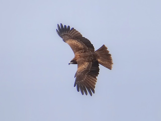 黑鳶、老鷹/無限台南