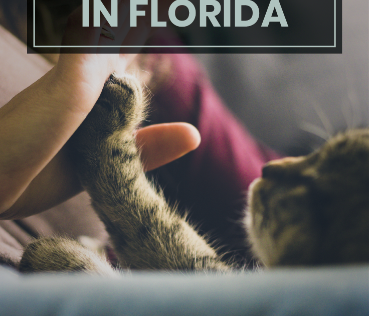 cheshire-web-design: Best Pet Friendly Hotels In Memphis