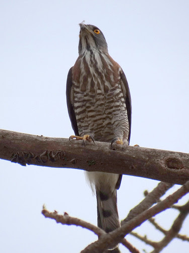 鳳頭蒼鷹/無限台南