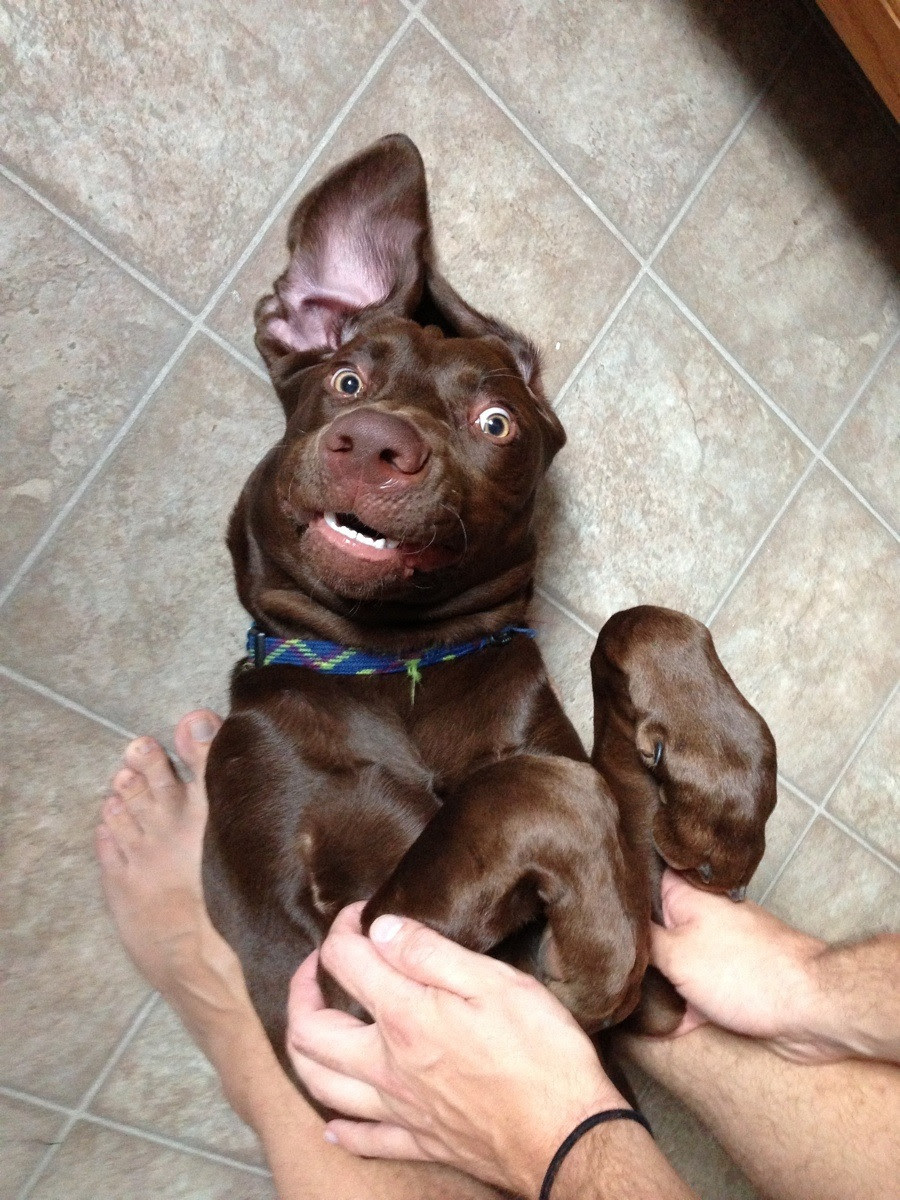 Weimaraner Chocolate Lab Mix Puppies / Weimaraner Png Images Pngegg