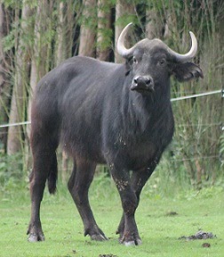 Non Vegetarian Animals Name In English - Vegetarian Foody's