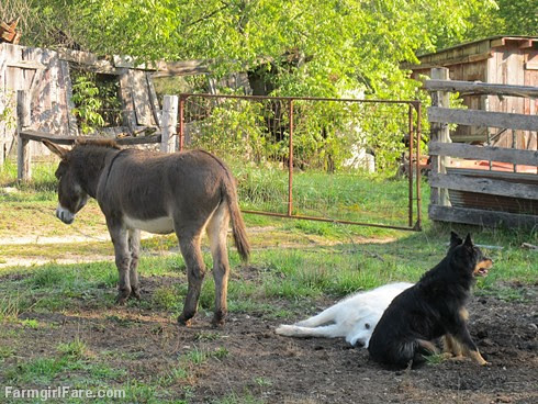 Daisy on donkey guard dog duty (15) - FarmgirlFare.com
