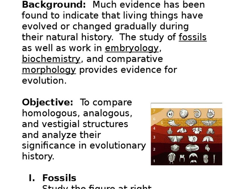 29 Evidence For Evolution Worksheet - Worksheet Information