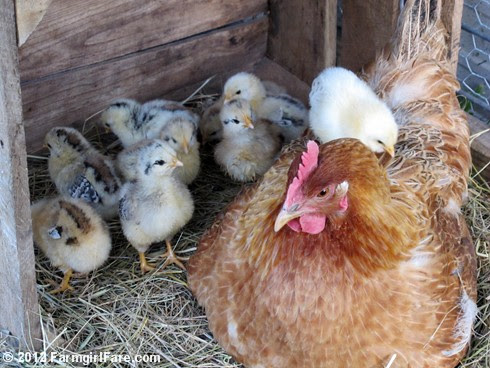 Lokey and her chicks 2 - FarmgirlFare.com