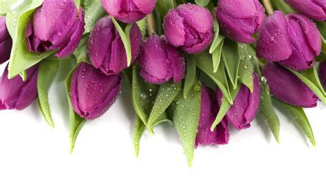 Purple Tulips 12713 1920x1080 px ~ HDWallSource.com Purple Tulips 12713 1920x1080 px ~ HDWallSource.com