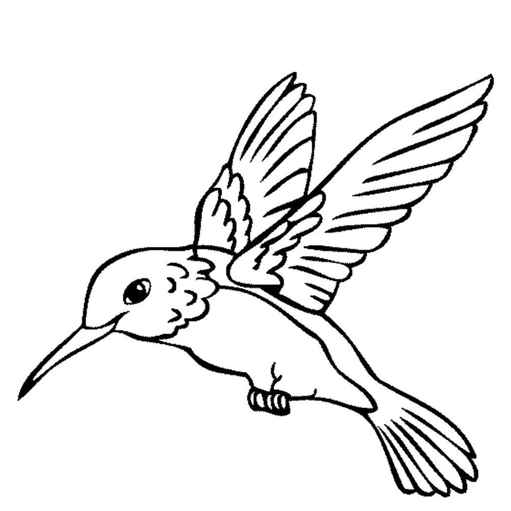 hummingbird-coloring-page-299-svg-file-for-silhouette