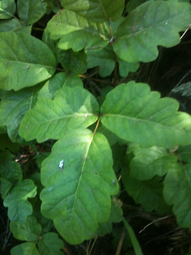 Poison Oak
