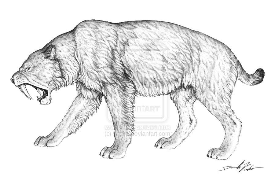 Dessin Tigre A Dent De Sabre  tigre à dents de sabre + profil  Animal